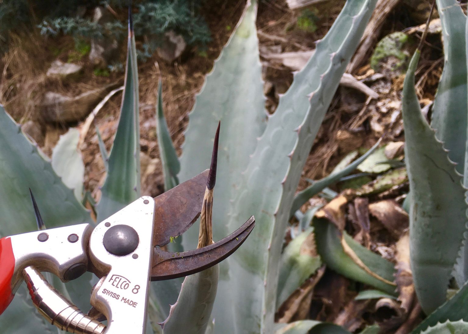 At war with Agave Americana tenacious plant resists chainsaw, digging