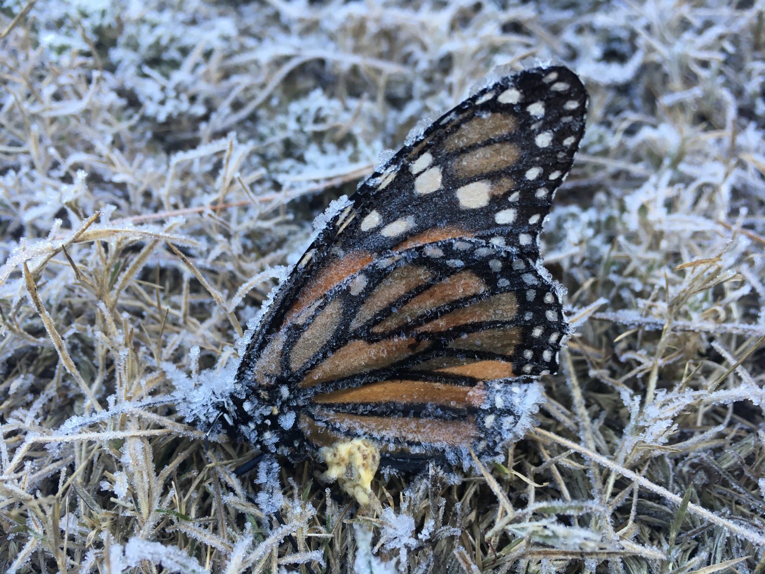 Frozen Monarch Texas Butterfly Ranch