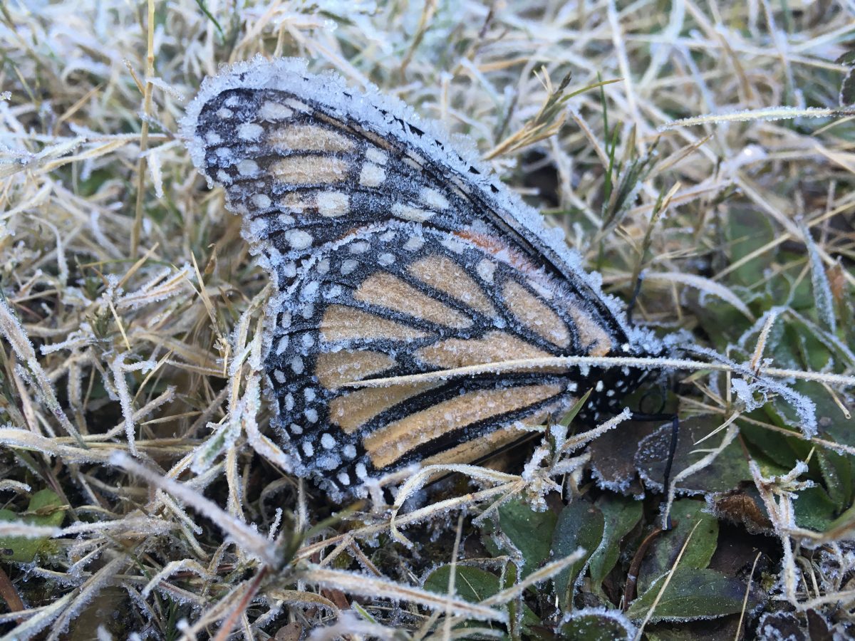 At least 1.5 million Monarch butterflies perish in deadly ice storm in