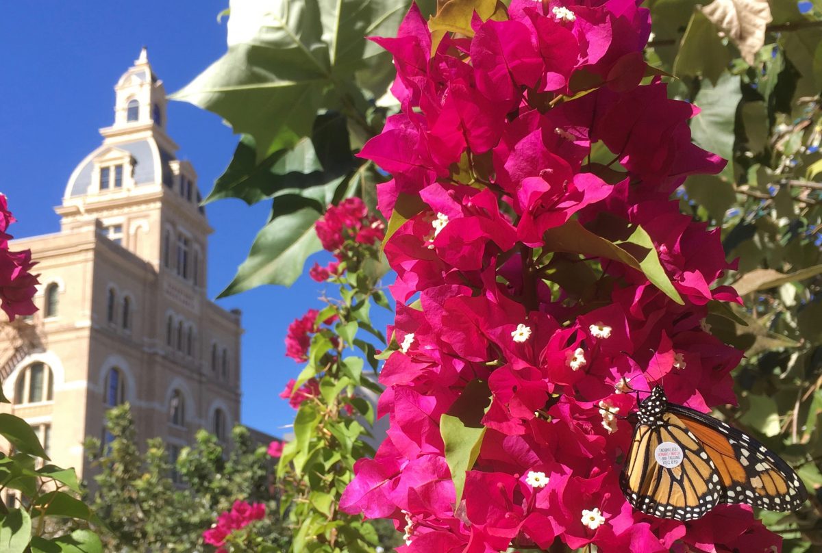 Five monarch butterflies tagged and released at San Antonio Festival