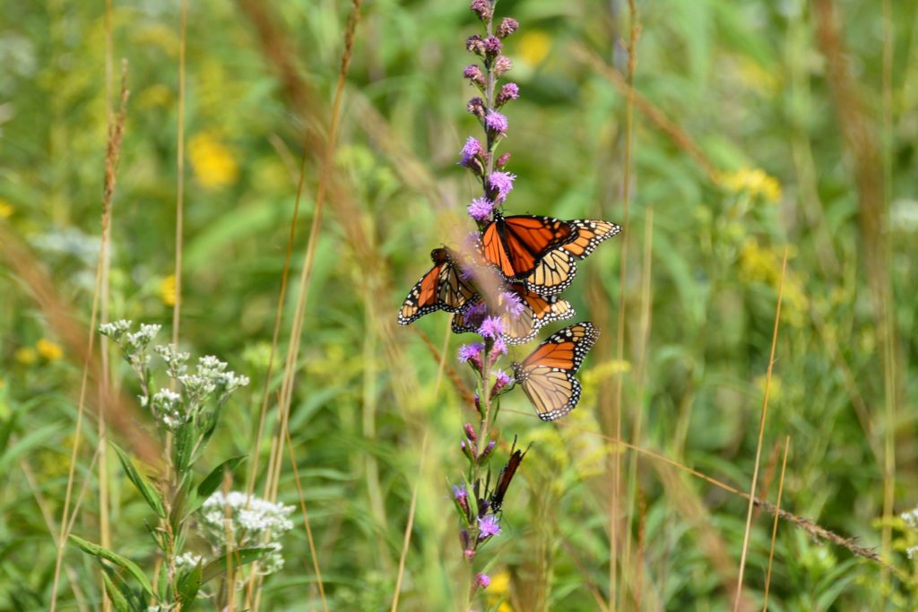 Monarchs in Wisconsin