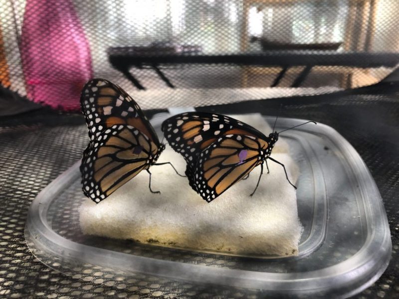 Flutterby Gardens: a commercial butterfly breeder’s work is never done ...