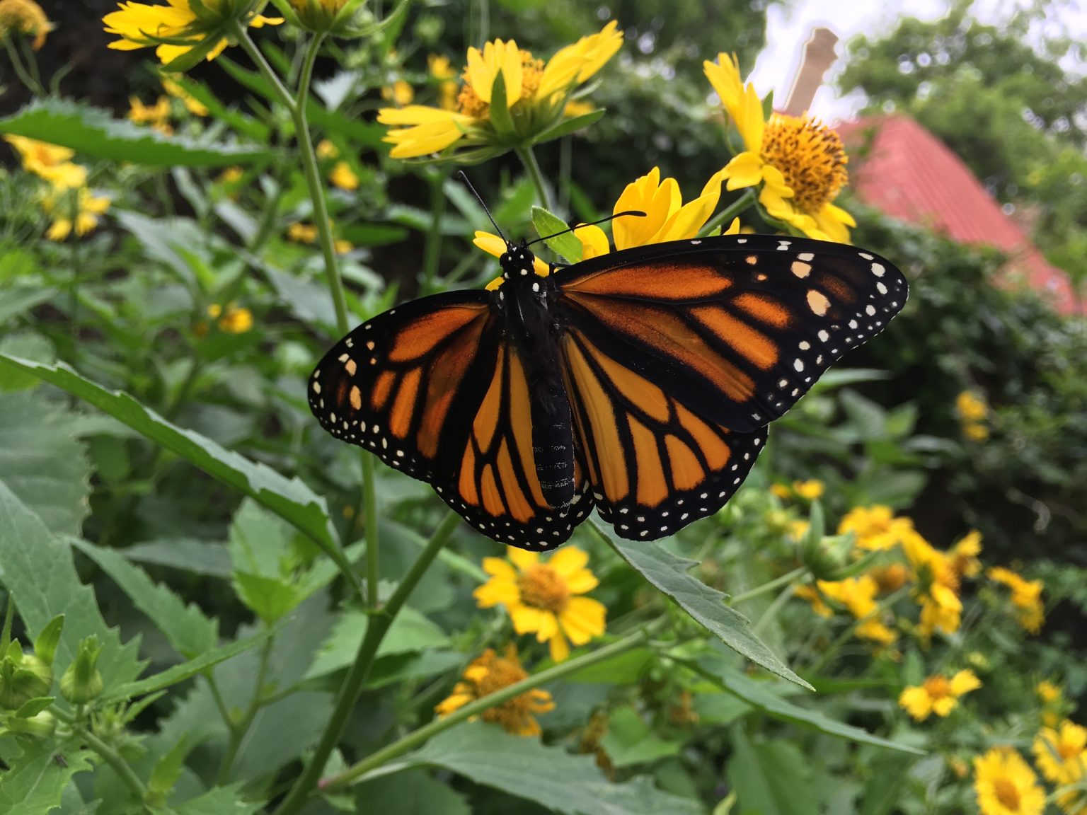 2019 Unofficial Pollinator Plant of the Year: Cowpen Daisy – Texas ...