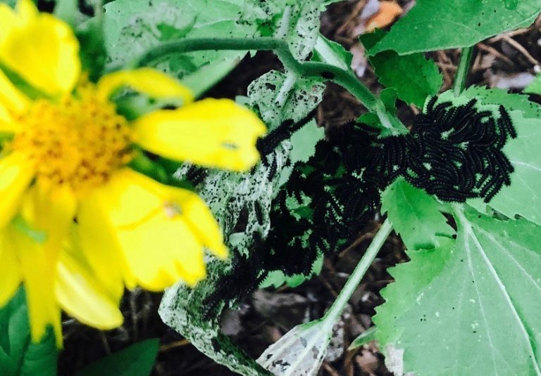 Bordered Patch caterpillars, Cowpen Daisies, and 362 San Antonio