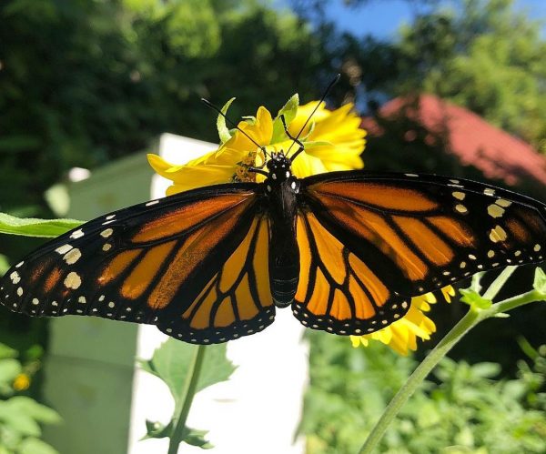 Monarch-e1560962856587 – Texas Butterfly Ranch