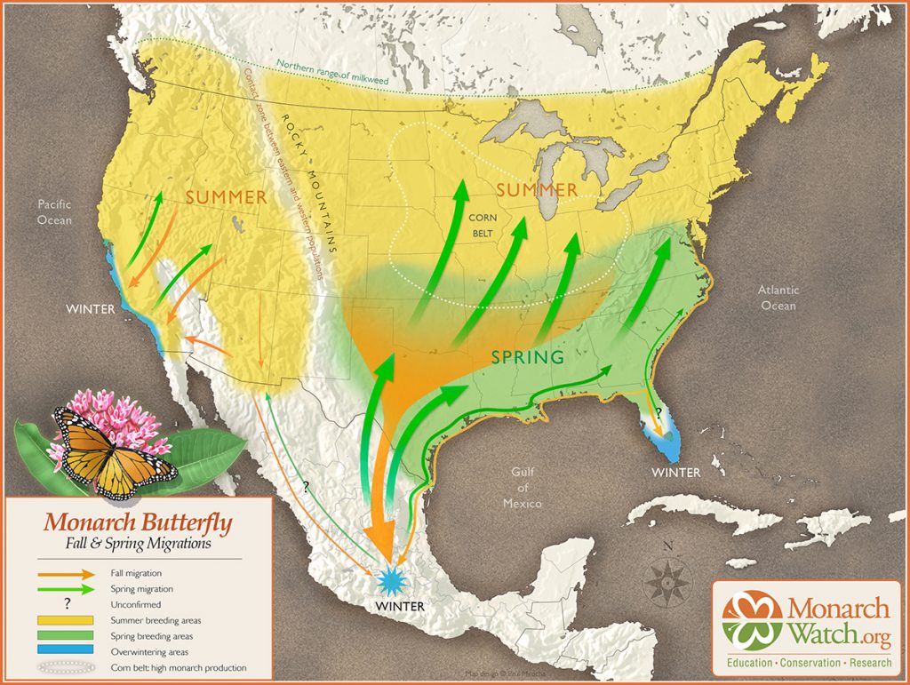 Butterflies W/o Borders: Monarch Butterfly And Pollinator Festival Set ...