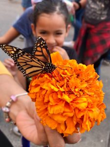 monarch on marigold