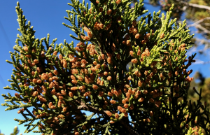 Cedar pollen