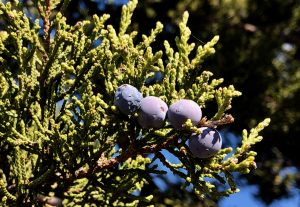 Cedar berries