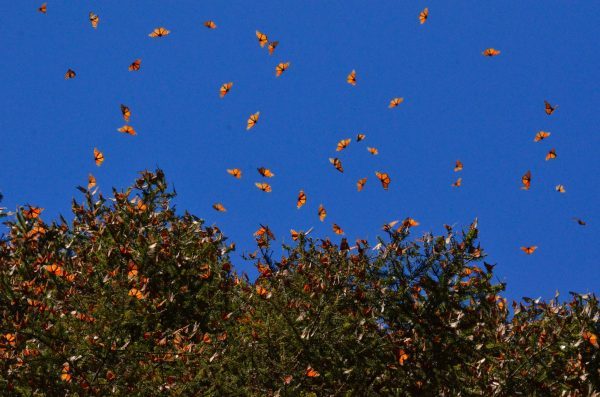 Enchanting trek includes monarch butterfly rush hour at Piedra Herrada ...