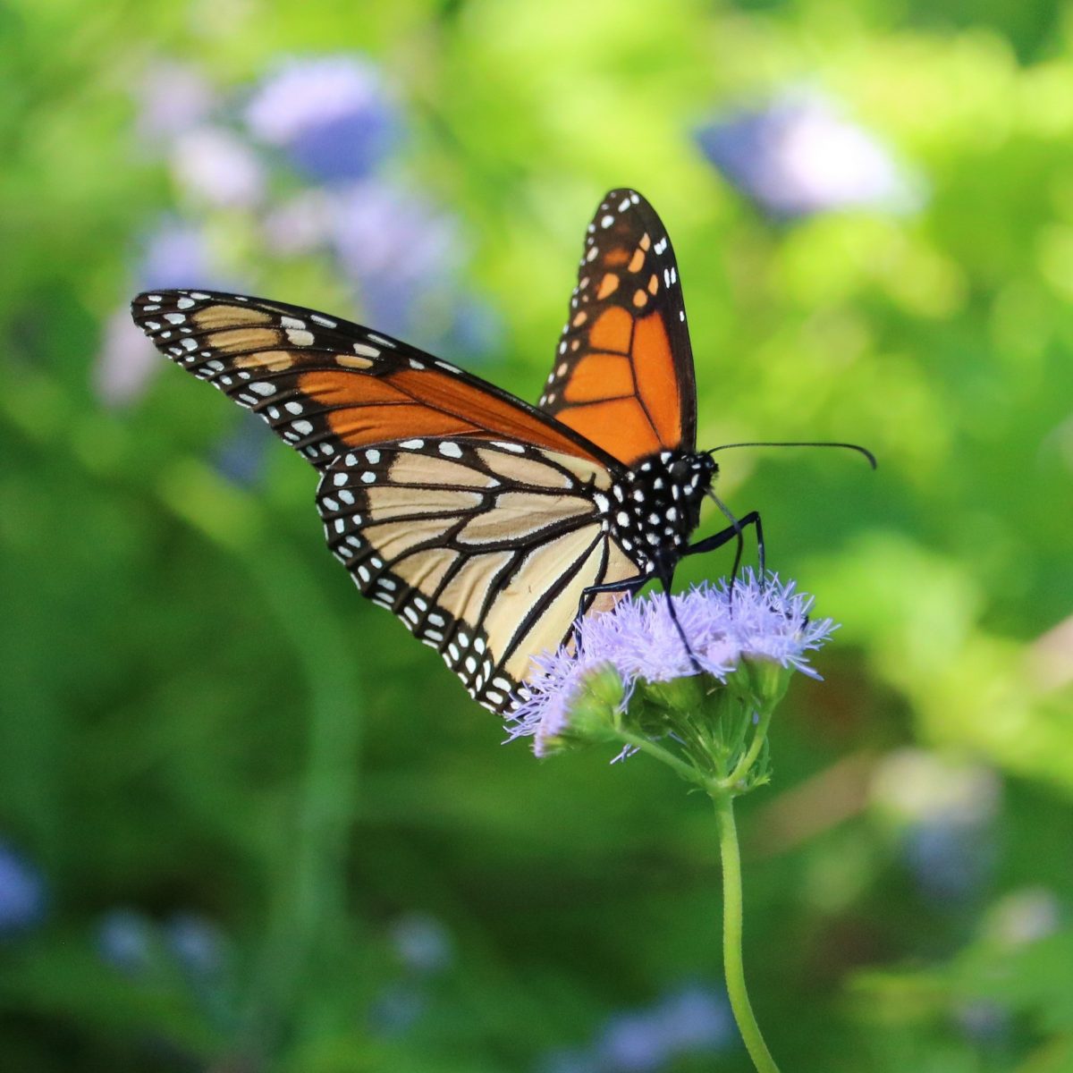 2020 Unofficial Pollinator Plant Of The Year Greggs Mistflower