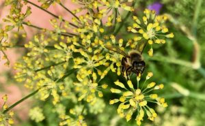 bee on fennel