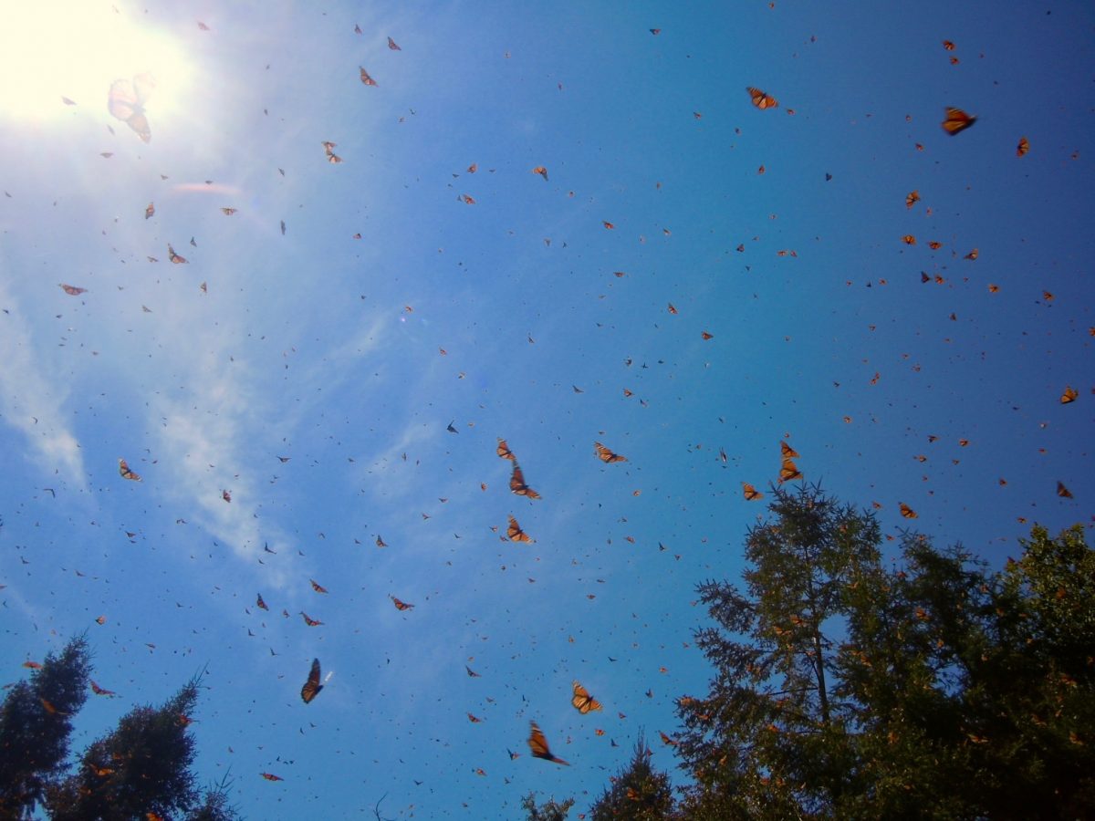 Monarch Butterfly And Pollinator Festival Will Remember Those Lost In 