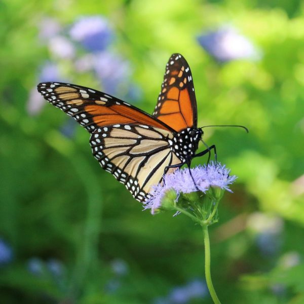 Butterfly Life Cycle – Texas Butterfly Ranch