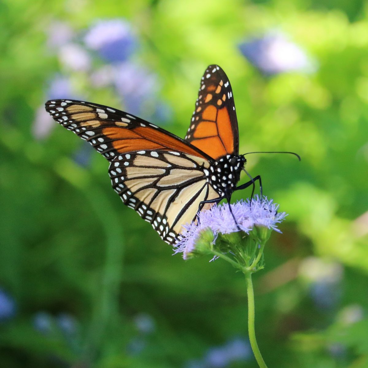 Monarch Butterfly: Animals We Protect