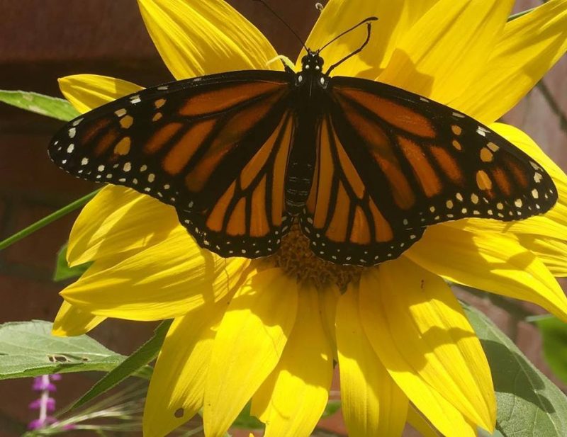 monarch butterfly migration Texas Butterfly Ranch