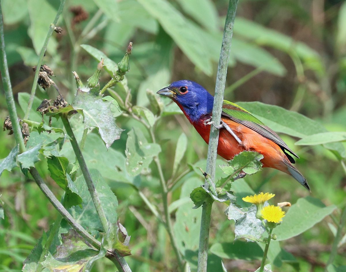 San Antonio, the nation’s first Monarch Butterfly Champion City, named