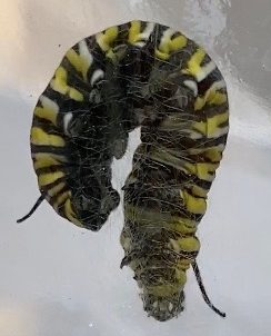 Caterpillar question mark