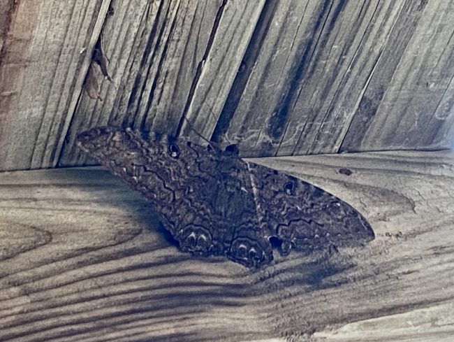 Black witch moth