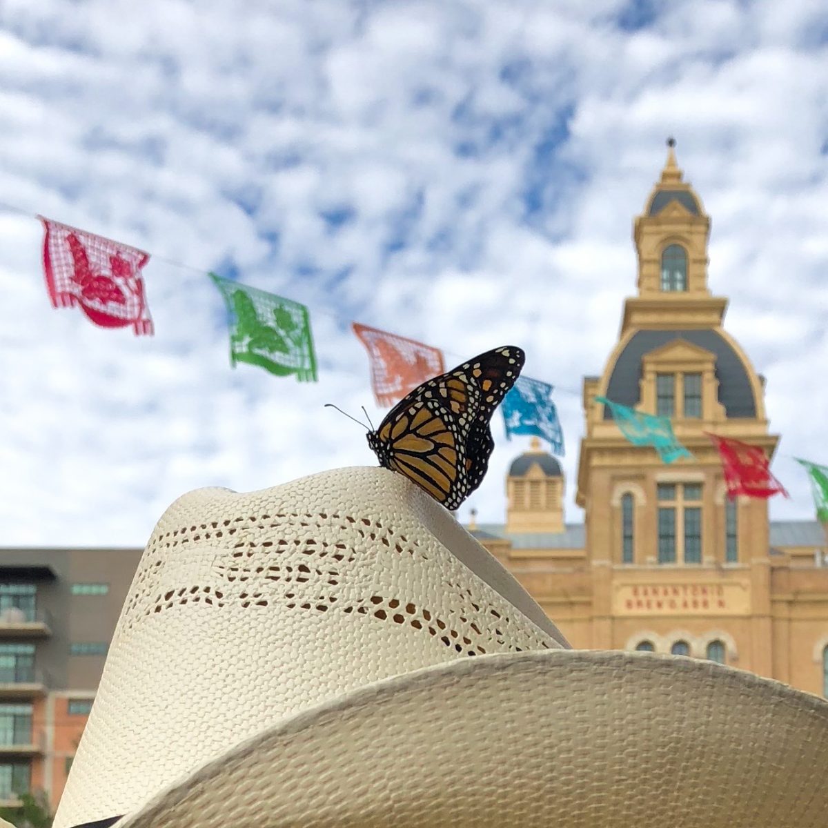 Monarch Butterfly And Pollinator Festival – Texas Butterfly Ranch