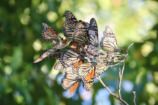 Extinction is Forever (continued)- Are We Losing the Monarch Butterfly?