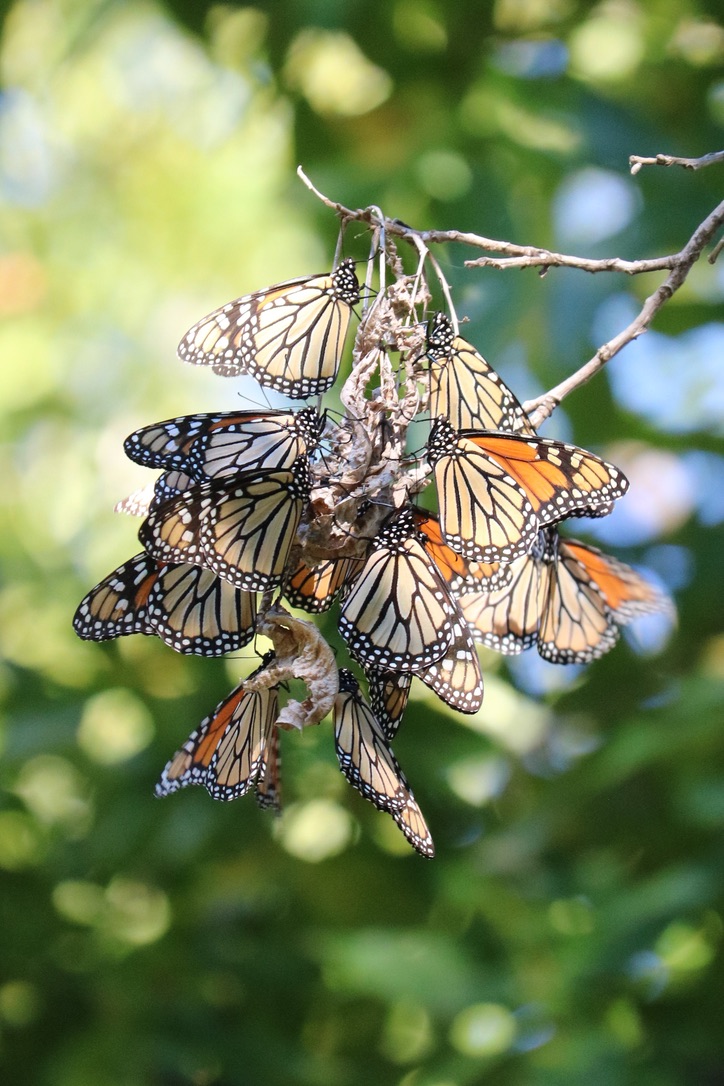 Monarch Butterfly Numbers Rise Dramatically - Texas A&M Today