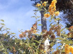 monarch california pismo beach