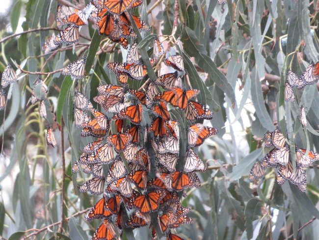Extinction is Forever (continued)- Are We Losing the Monarch Butterfly?