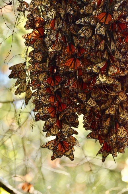 Monarch clusters Piedra Herrada