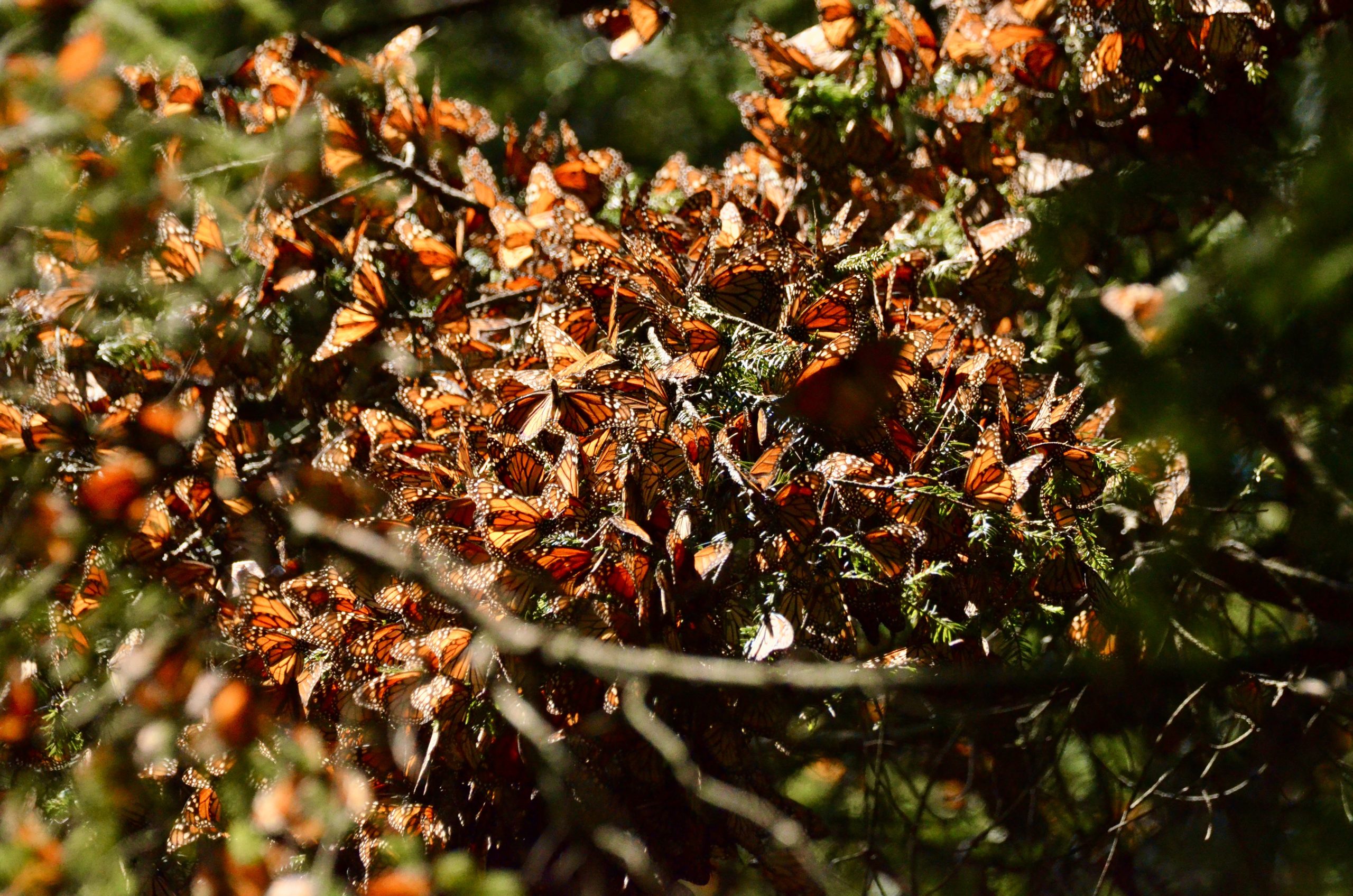 clusters of monarchs Mexico