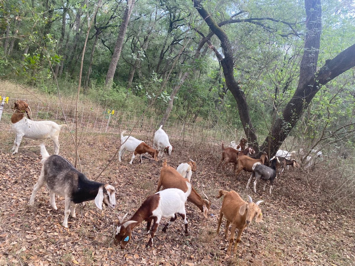 Goatscaping at San Antonio’s Brackenridge Park rental goats to provide