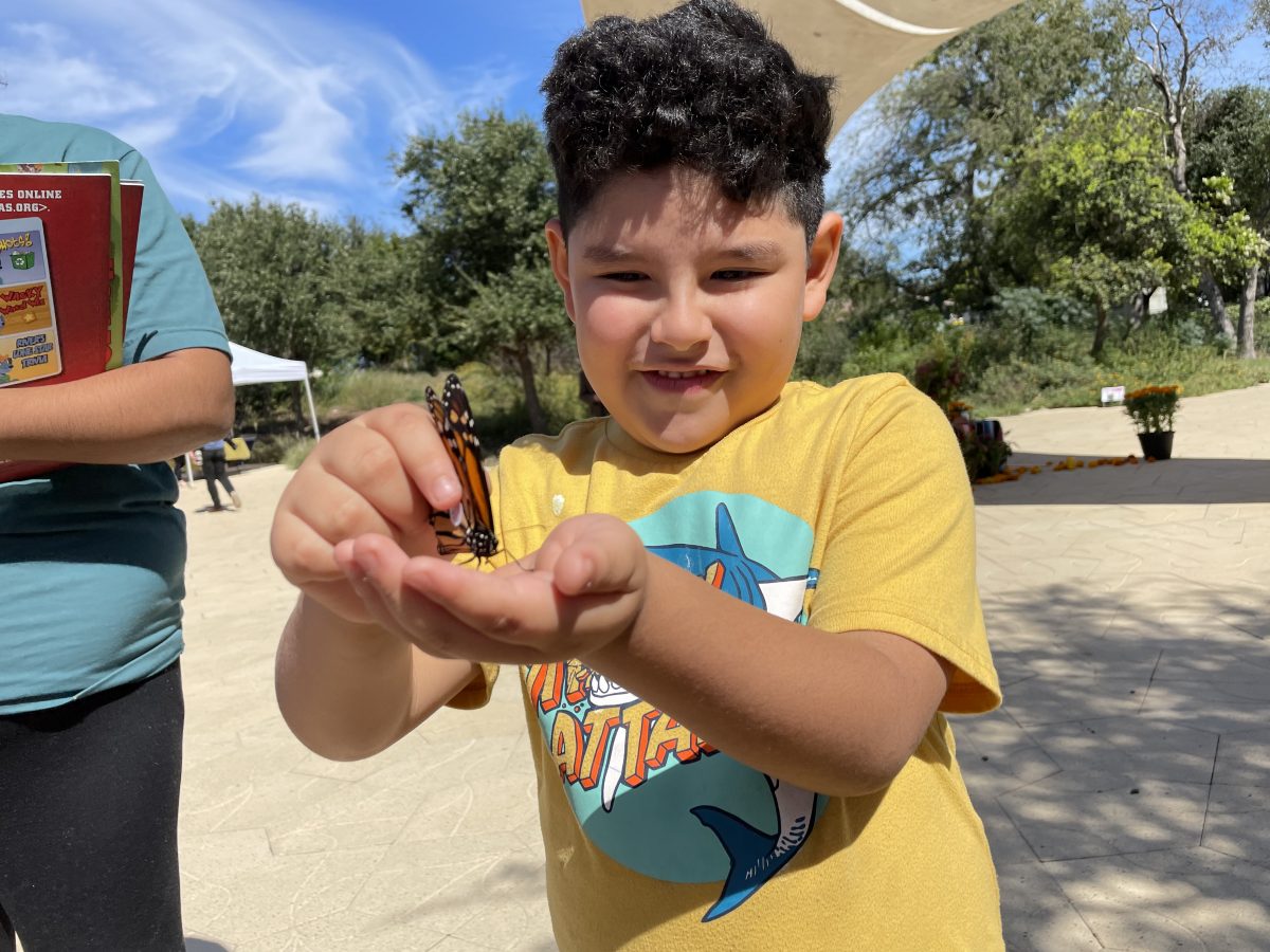 Three monarch butterflies tagged in honor of those who died recovered