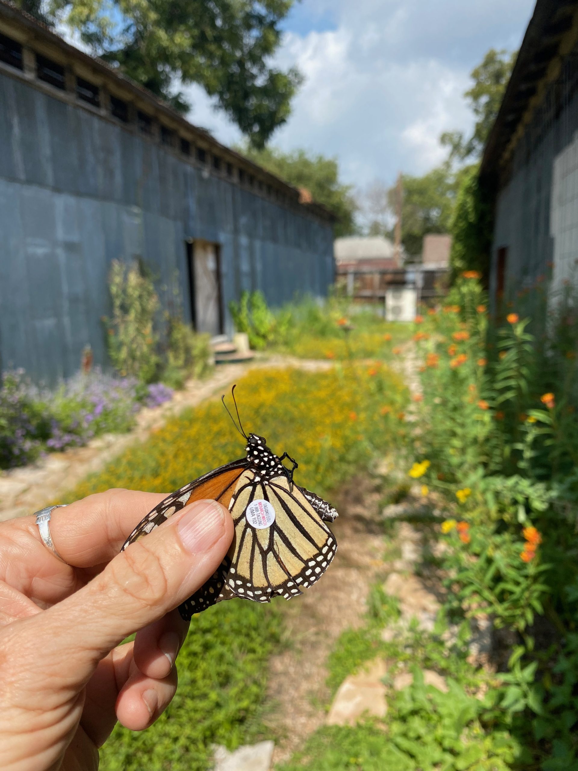tagged monarch at Wherehousebarn