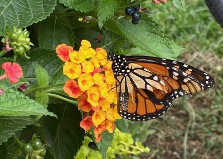 tattered monarch on lantana