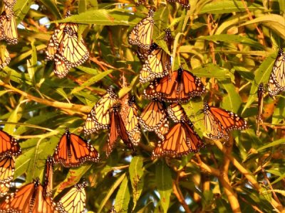 Monarch Butterflies Heading Our Way As Drought Sets Stage For What ...