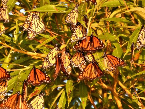 Learn about butterflies, bring them to your garden - AgriLife Today