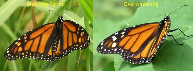 white spots monarchs