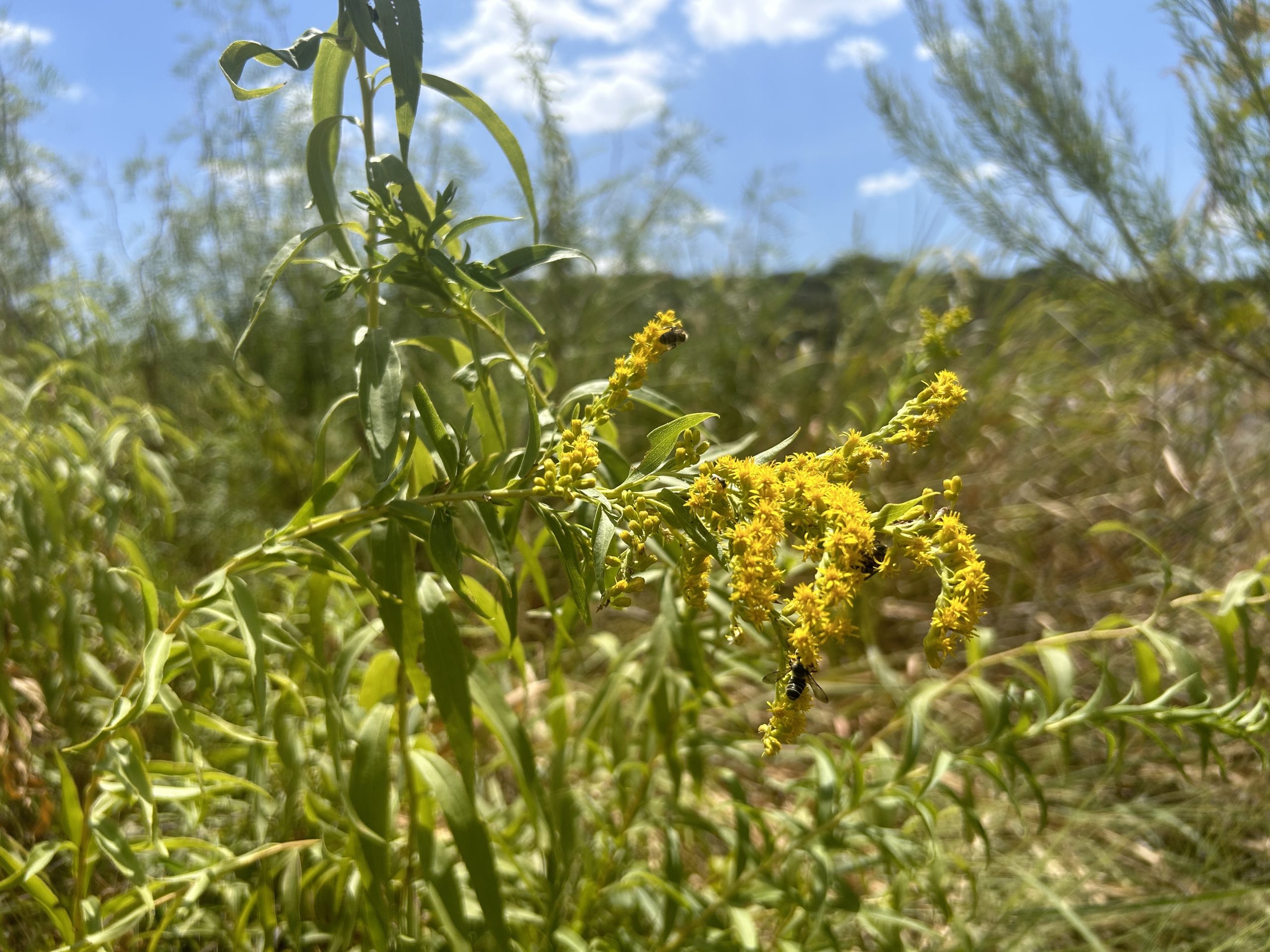 Goldenrod and bees