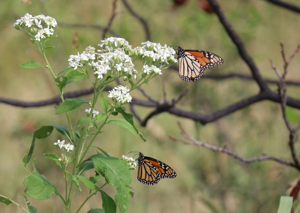 Monarchs-Frostweed_LeeMarlowe_IMG_1932