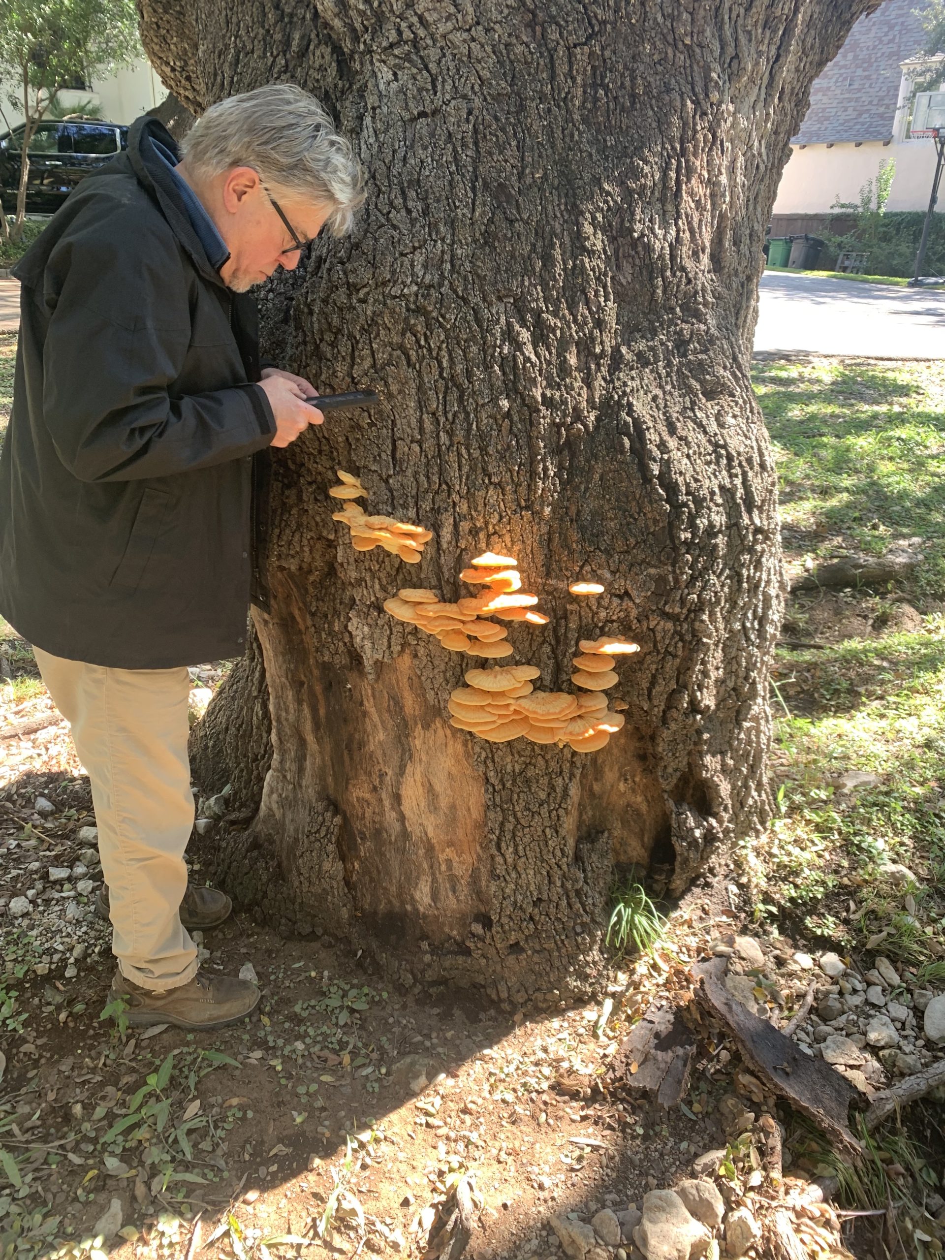 fungus live oak 