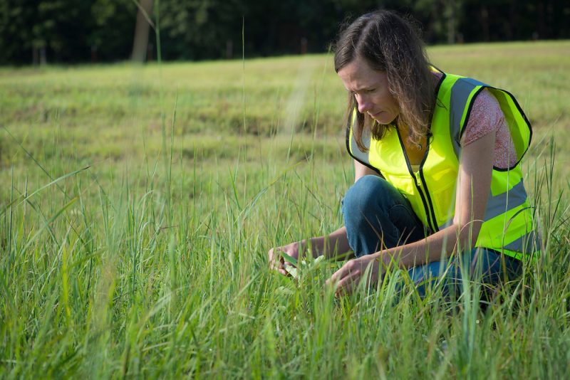 Kristen Baum takes the reins as new director of Monarch Watch – Texas ...