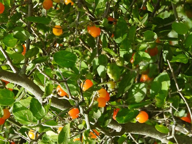 spiny hackberry