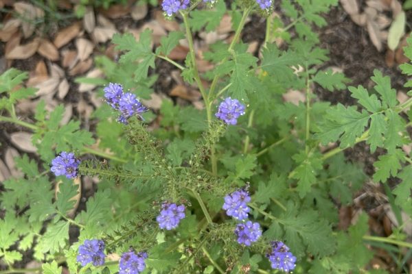 10DF5AB0-FF3E-4C35-8670-74D43549CA9F_1_105_c