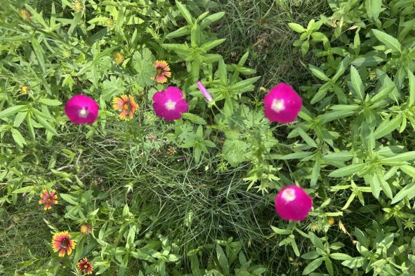 AC111CF6-C24C-48DD-BE7F-E6E68A41E820_1_105_c