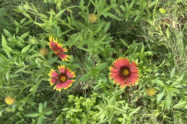 E1C83347-AB94-4358-9644-2CC8D5DFABC8_1_105_c