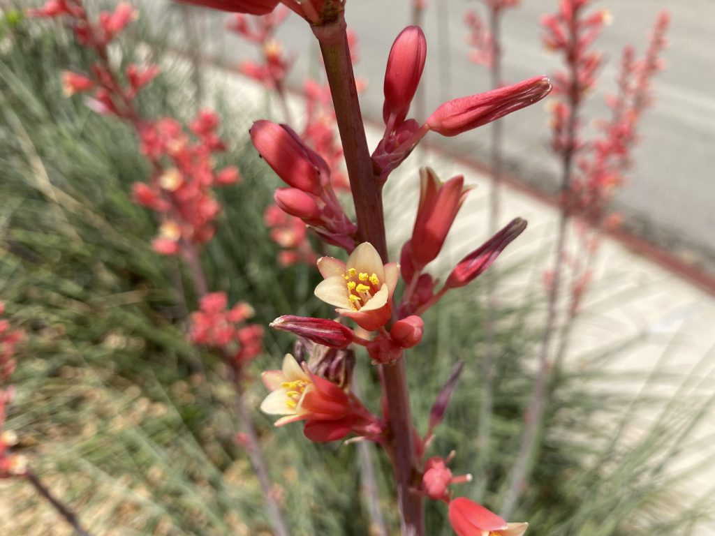 Red yucca