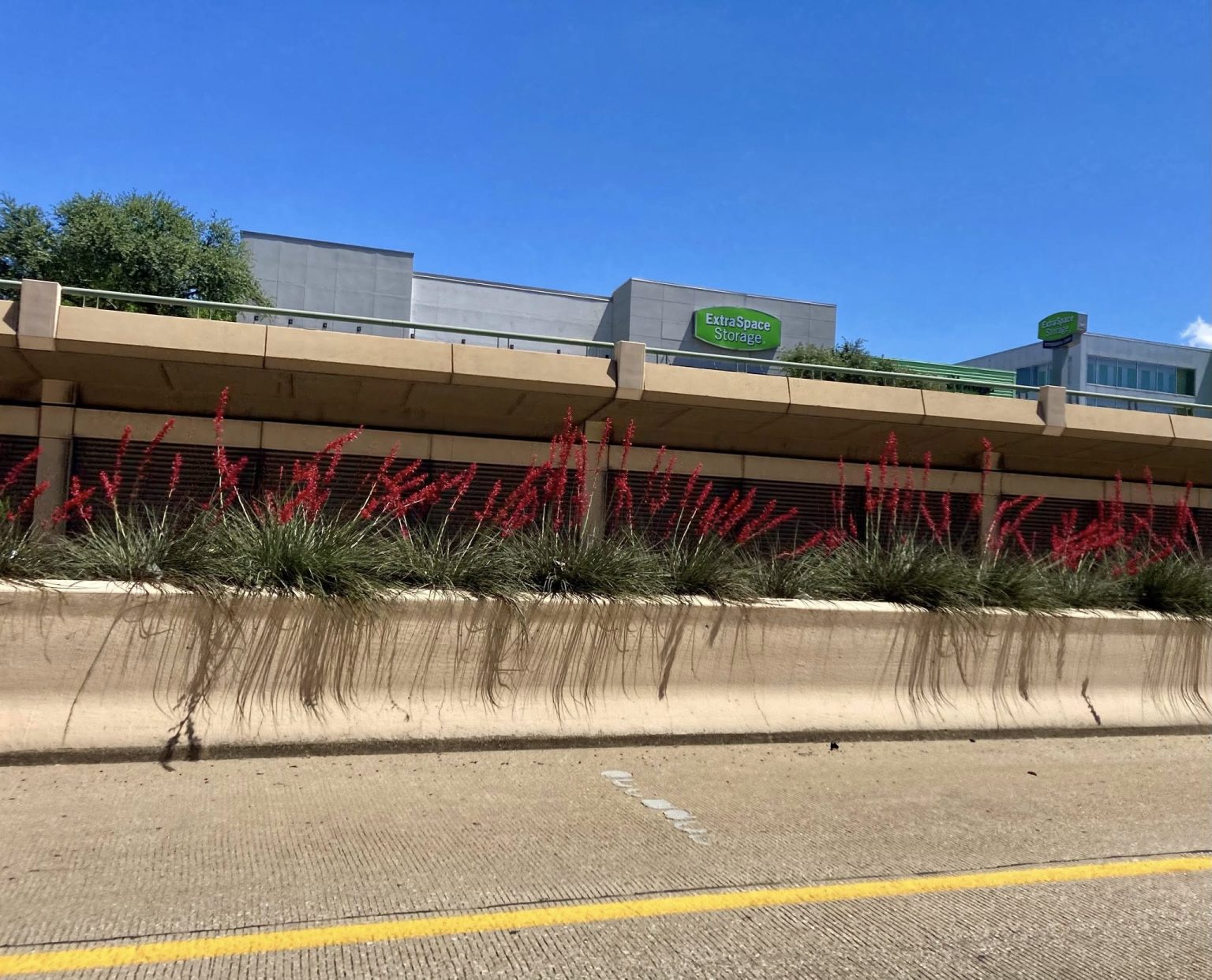 Flowering red yucca waves at drivers navigating traffic on Dallas ...