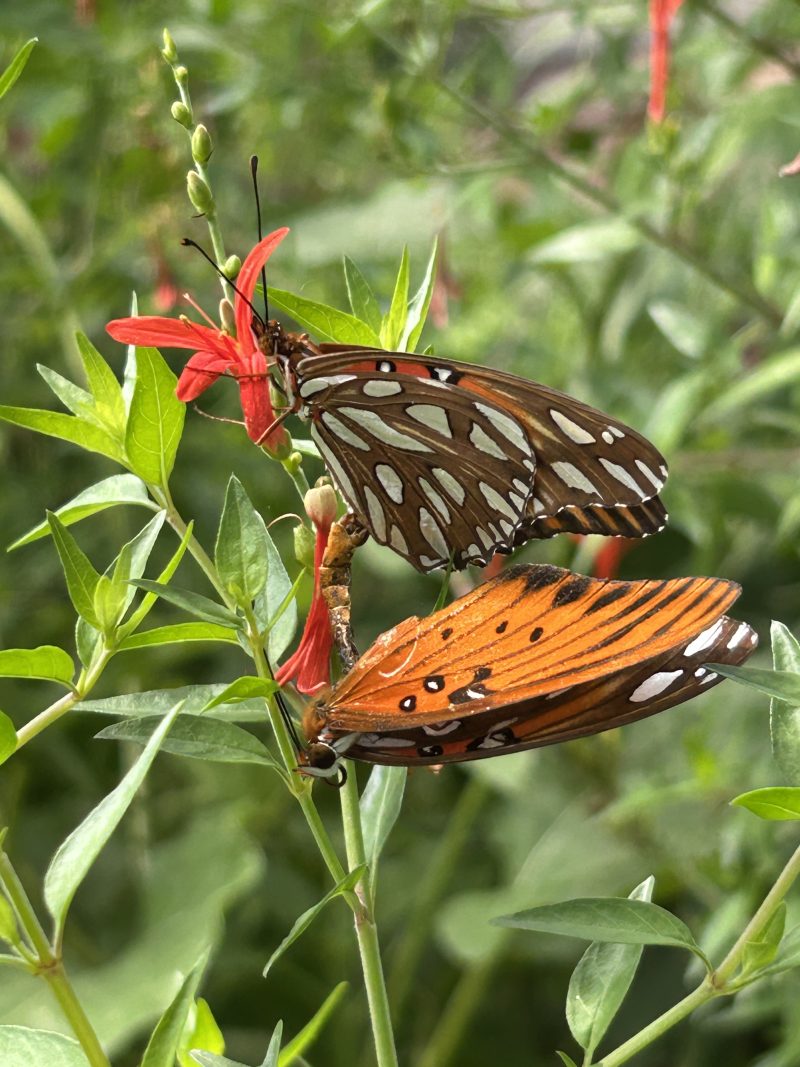 Cool Review About Passion Vine Butterfly