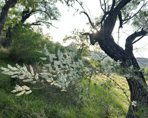 0F17C50B-CE0C-4654-84E3-917ED4F9D7AC_1_102_o