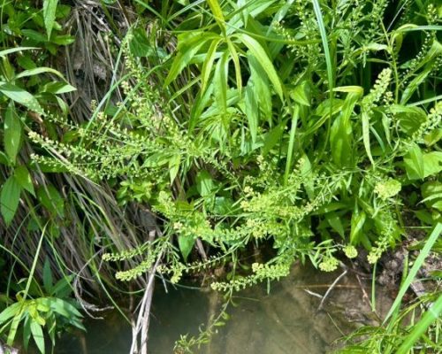 10019B01-D9C7-4EDE-8AC9-B45C7031706F_1_105_c